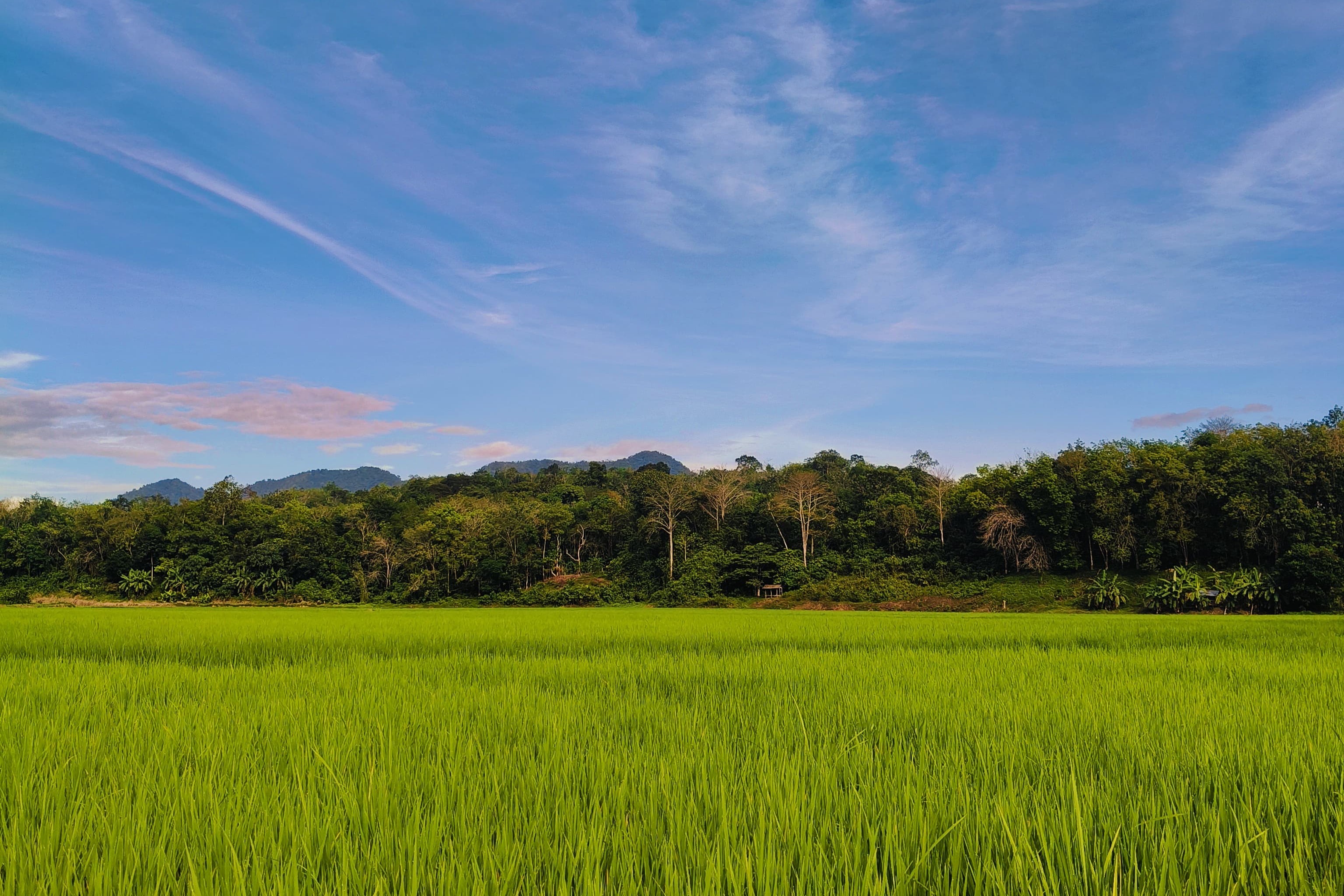 Sawah Guguk