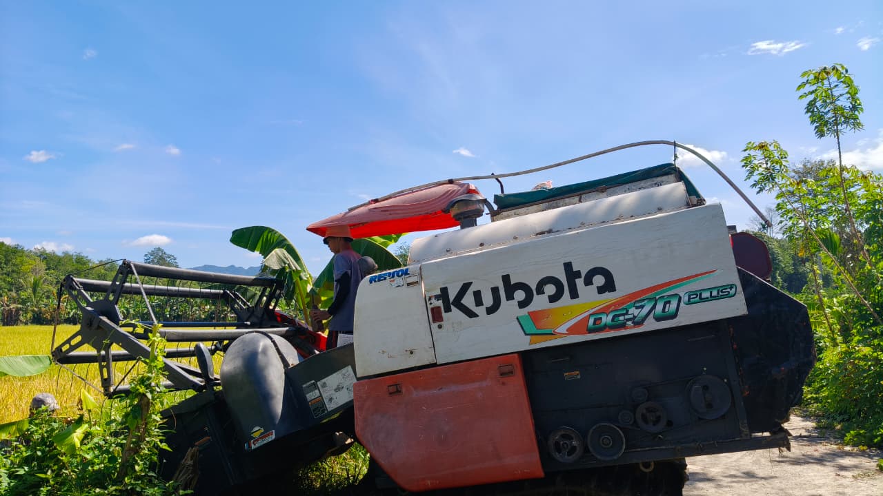 Panen Padi di Padang Lalang