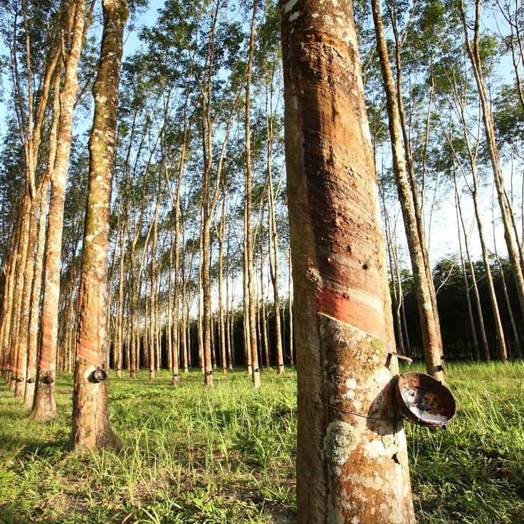 Potensi Kebun Karet di Nagari Guguak: Peluang Ekonomi yang Besar